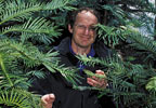 Wollemi-Pine