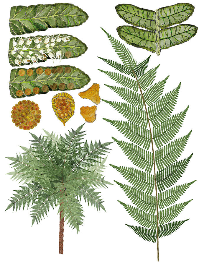 300 Millionen Jahre alte Baumfarnwedel