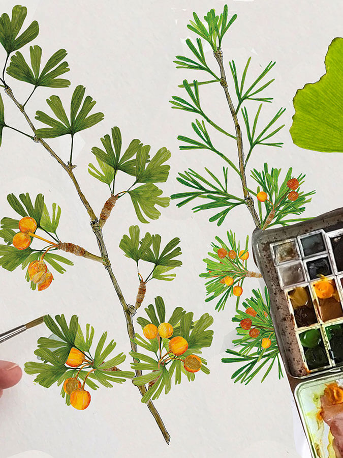 Zeichnung eines Ginkgos
