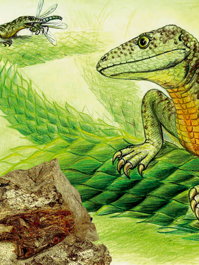 Zeichnung eines Megachirella